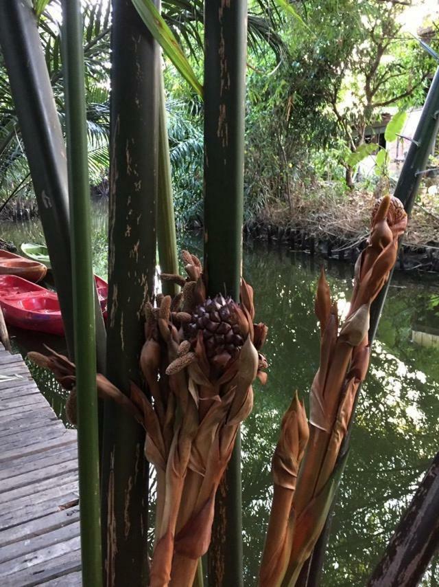 Baan Glangsuan Bang Kobua Hotel Bang Chak Eksteriør billede